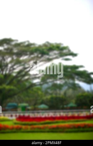 Unschärfe abstrakter Hintergrund eines grünen Laubbaums Stockfoto