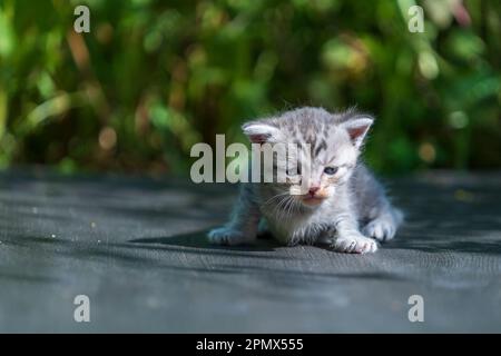 Kleine neugeborene graue Kätzchen warten auf die Katze. Niedliche lustige Haustiere. Nahaufnahme des Haustieres. Kätzchen, die einen Monat alt sind, um in der Natur zu leben, im Freien Stockfoto