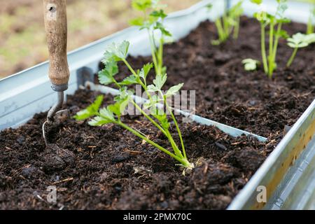 Knollensellerie-Sämlinge, die in einem Hochbeet gepflanzt wurden. Stockfoto