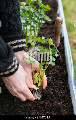 Gärtner, der Knollensellerie-Setzlinge in einem Hochbeet anpflanzt. Stockfoto