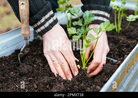 Gärtner, der Knollensellerie-Setzlinge in einem Hochbeet anpflanzt. Stockfoto