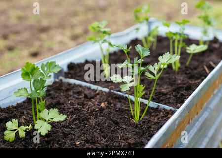 Knollensellerie-Sämlinge, die in einem Hochbeet gepflanzt wurden. Stockfoto