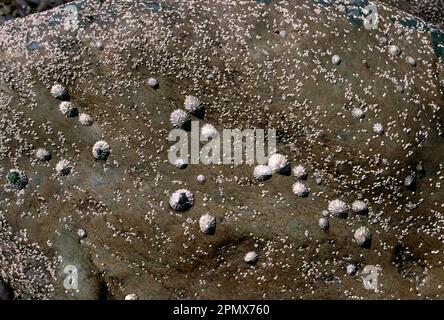 Lampenfieber auf Rock at Beach Stockfoto