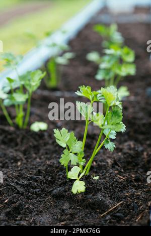 Knollensellerie-Sämlinge, die in einem Hochbeet gepflanzt wurden. Stockfoto