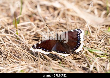Schmetterling Nymphalis Antiopa, auch bekannt als der trauernde Mantel, der auf dem Boden liegt Stockfoto