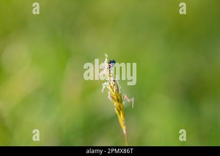 Zweifleckenkäfer ( Malachius bipustulatus ) auf einer grünen Pflanze Stockfoto