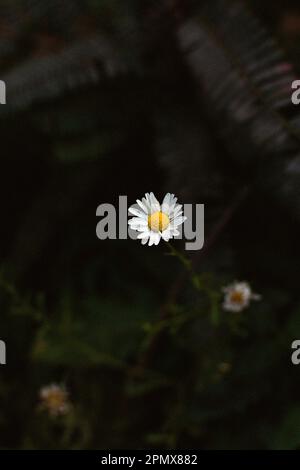 In einem Garten Blume Stockfoto