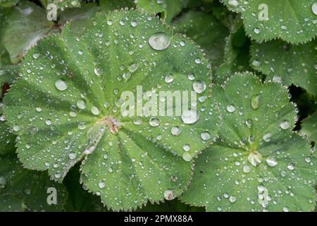 Alchemilla mollis, Ladys Mantle, Regentropfen, irische Seide, Tropfen, Tröpfchen, Alchemilla, Wassertropfen, Regentropfen, Wasser Stockfoto