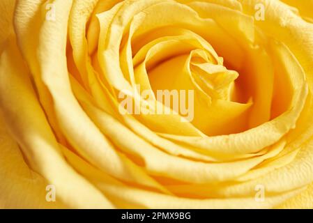 Nahaufnahme mit gelben Rosenblumen, Makrofotografie Stockfoto