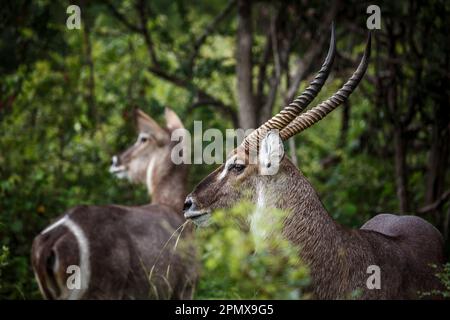 Gemeiner Wasserbuck-Hörner männliches Porträt und weibliches Hintergrundbild im Kruger-Nationalpark, Südafrika; Specie Kobus ellipsiprymnus Familie der Bovidae Stockfoto