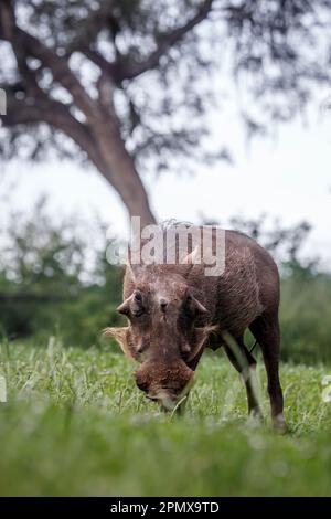 Gemeine Warzenschweine auf Wiesen im Kruger-Nationalpark, Südafrika; Specie Phacochoerus africanus Familie der Suidae Stockfoto