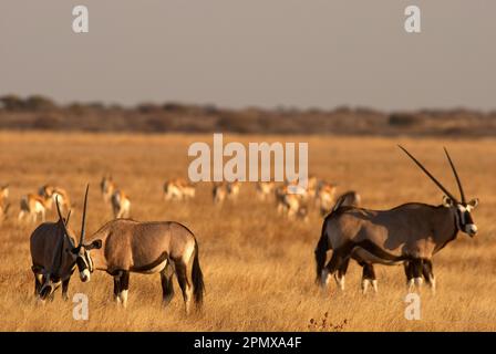 Herde von Gemsbok-Antilopen in den offenen Ebenen des Central Kalahari Game Reserve, Botsuana Stockfoto