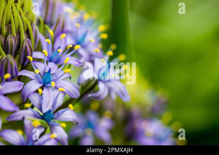 Portugiesischer Squill wunderschöne peruanische Lilie (scilla peruviana) Blüte im Frühlingsgarten. Eine blühende, violette, bulbusfarbene Pflanze vor einem grünen natürlichen Hintergrund Stockfoto