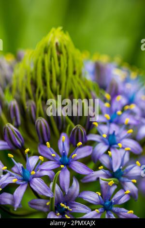 Portugiesischer Squill wunderschöne peruanische Lilie (scilla peruviana) Blüte im Frühlingsgarten. Eine blühende, lilafarbene Knollenpflanze gegen ein grünes, natürliches B Stockfoto