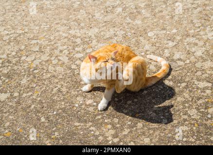 Tabby und die weiße Katze kratzen sich selbst. Stockfoto