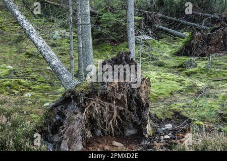 Bäume wurden auf einem Feld niedergeschlagen, ihre Stämme verstreut in den Wäldern, neues Wachstum. Stockfoto