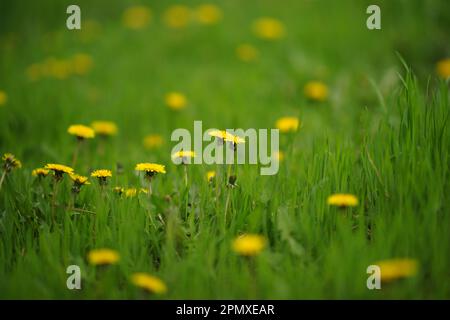 Gelbe Löwenzahnblumen wachsen im grünen Gras. Stockfoto
