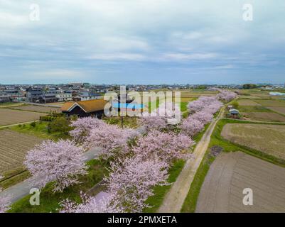 Rosafarbene Kirschblüten in voller Blüte entlang des Flusses durch japanische Landschaft Stockfoto