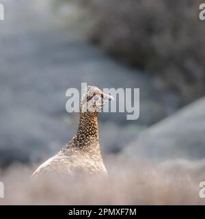 Atemberaubendes Porträt eines weiblichen Rothuhns (Lagopus lagopus scotica) in Bracken auf Moorland, Ilkley Moor, West Yorkshire, England, Großbritannien Stockfoto