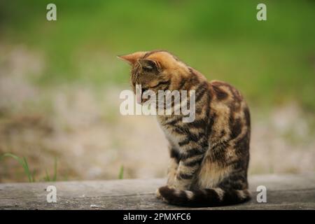 Junge Tabby-Tigerkatze ruht im Frühlingsgarten Stockfoto