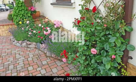 Gartendesign. Blumenbeet mit blühenden Rosen und Lavendel vor dem Haus Stockfoto