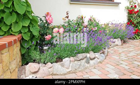 Gartendesign. Blumenbeet mit blühenden Rosen und Lavendel vor dem Haus Stockfoto