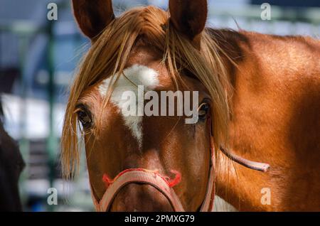 Porträt eines Pferdes, das in die Kamera schaut Stockfoto