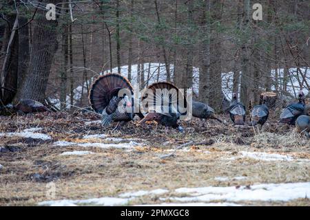 Zwei männliche Wildputen aus dem Osten (Meleagris gallopavo), die vor den Hennen in horizontaler Richtung zeigen und stolzieren Stockfoto