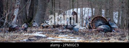 Zwei männliche wilde Truthähne aus dem Osten (Meleagris gallopavo), die vor den Hühnern herumstolzieren und sich vor dem Panorama bewegen Stockfoto