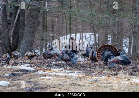 Zwei männliche Wildputen aus dem Osten (Meleagris gallopavo), die vor den Hennen in horizontaler Richtung zeigen und stolzieren Stockfoto