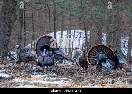 Zwei männliche Wildputen aus dem Osten (Meleagris gallopavo), die vor den Hennen in horizontaler Richtung zeigen und stolzieren Stockfoto