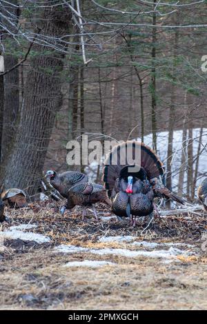 männliche wildpute aus dem Osten (Meleagris gallopavo), die vor den Hennen in vertikaler Richtung zeigt und stolziert Stockfoto