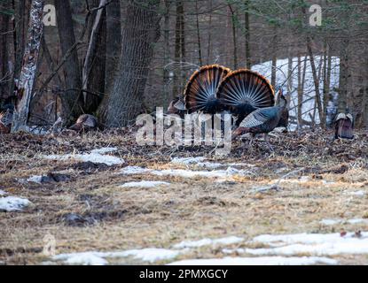 Zwei männliche Wildputen aus dem Osten (Meleagris gallopavo), die vor den Hennen in horizontaler Richtung zeigen und stolzieren Stockfoto