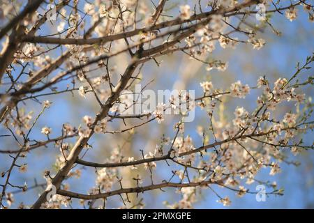 Amond-Zweige mit großen weißen Blumen im blauen Himmelshintergrund. Stockfoto