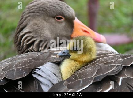 15. April 2023, Bayern, München: Ein Küken einer Graugans erwärmt sich unter dem Gefieder der Mutter im Englischen Garten während des Regens. Foto: Katrin Requadt/dpa Stockfoto