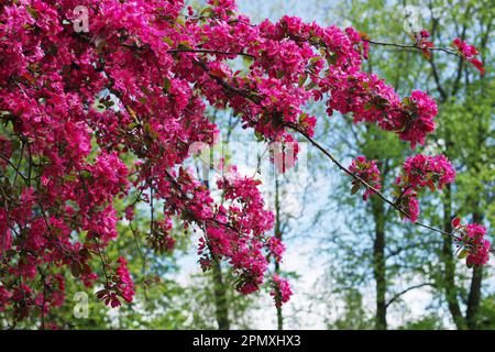 Rosa Blumen auf Krabben-Apfelbaum. Malus floribunda Stockfoto