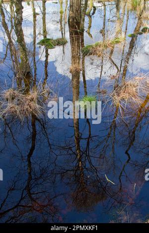 Düstere Landschaft, ertrinkende Birken, Gras und Moos in einem Sumpf, Bäume spiegeln sich im dunklen Wasser wider Stockfoto