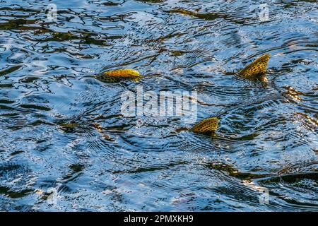 Chinook Salmon Issaquah Creek Hatchery Washington. Lachse schwimmen den Issaquah Creek hinauf und wurden in der Hatchery gefangen. Stockfoto