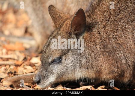 Parma wallaby Stockfoto