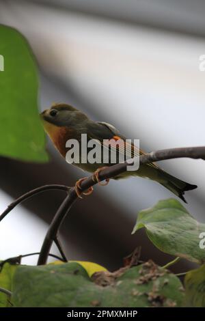 Rot-billed leiothrix Stockfoto