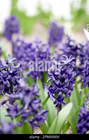 Im April blüht die blaue Hyazinth-Jacke im Garten Stockfoto