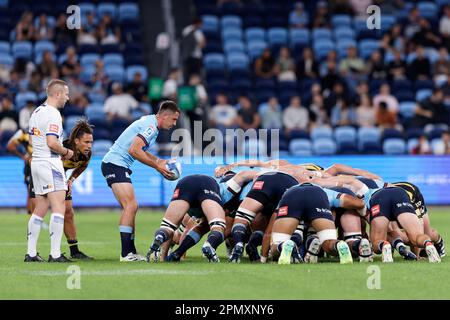 Jake Gordon von den Waratahs bereitet sich darauf vor, den Ball während des Super Rugby Pacific-Spiels zwischen den Waratahs und der Western Force im Allianz Stadium am 15. April 2023 in Sydney, Australien, zu füttern. Kredit: IOIO IMAGES/Alamy Live News Stockfoto