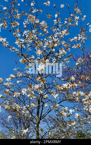 Blühender Jasminbusch vor dem blauen Himmel in einem Park Stockfoto