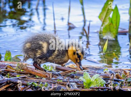 Nahaufnahme des Baby-Mallard-Entlein-Futtersuchens am Rand eines Sees im Regen Stockfoto