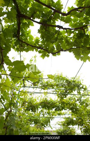 Grapevine mit Baby Trauben und Blumen - Blüte der Reben mit kleinen Beeren. Junge Grüne Traube Niederlassungen auf dem Weinberg im Frühling. Stockfoto