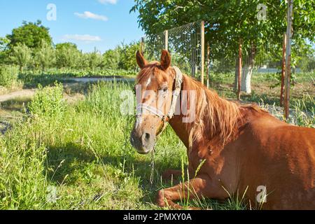 Krankes Pferd auf dem Feld Stockfoto