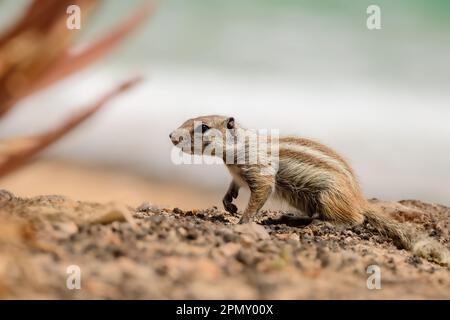 Barbary Ground Eichhörnchen. Streifenhörnchen in Fuerteventura, Kanarische Inseln, Spanien. Nagetiere in freier Wildbahn mit Aloe Vera Pflanzen, Strand und Ozean im Hintergrund. Stockfoto