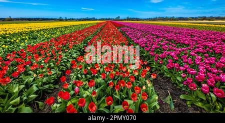 Tulpen in einem Tulpenfeld in den Niederlanden 2023 Stockfoto