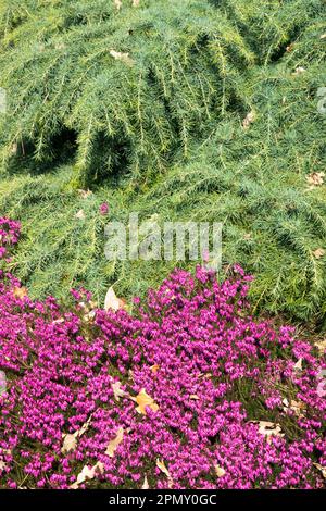 Deodar Cedar, Cedrus deodara „Descanso Dwarf“ Heather, Erica Carnea „Wintersonne“ Stockfoto