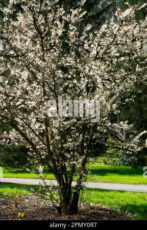 Frühling, Blüte, Strauch, Prunus kurilensis Brillant, Prunus, Baum, Blüte, Garten, Prunus Brillant Stockfoto